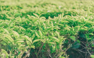 green tea leaves