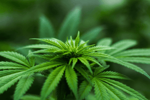 Shift in Cannabis Culture