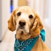 Twincraft Skincare office dog - Riley
