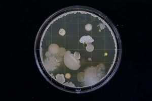 bacteria samples