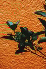 calamansi fruit