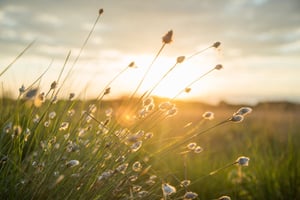 golden hour plants