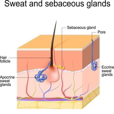 sweat and sebaceous glands - Adobe stock photo
