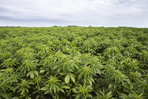 hemp-farm-field-cbd