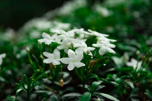 jasmine flower