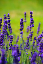 lavender-purple-flower-field