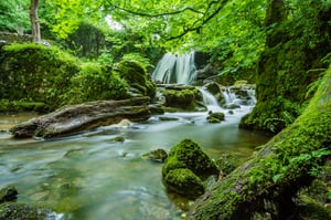 rainforest water