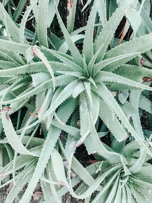 aloe vera plant