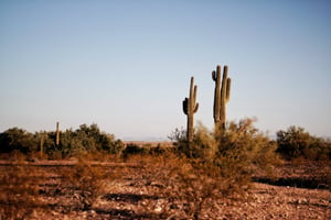 cactus desert