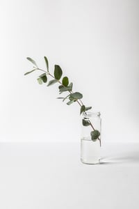 eucalyptus sprig