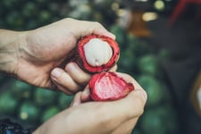 hand opening mangosteen