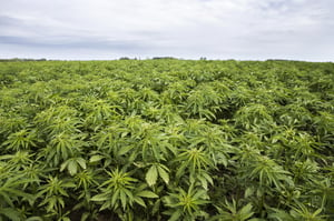 hemp farm field cbd