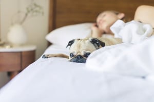 pug next to woman sleeping