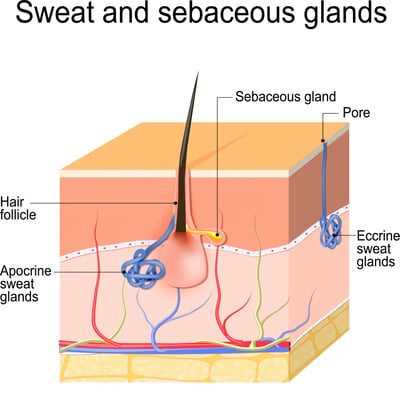 sweat and sebaceous glands - Adobe stock photo