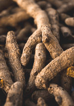 turmeric root