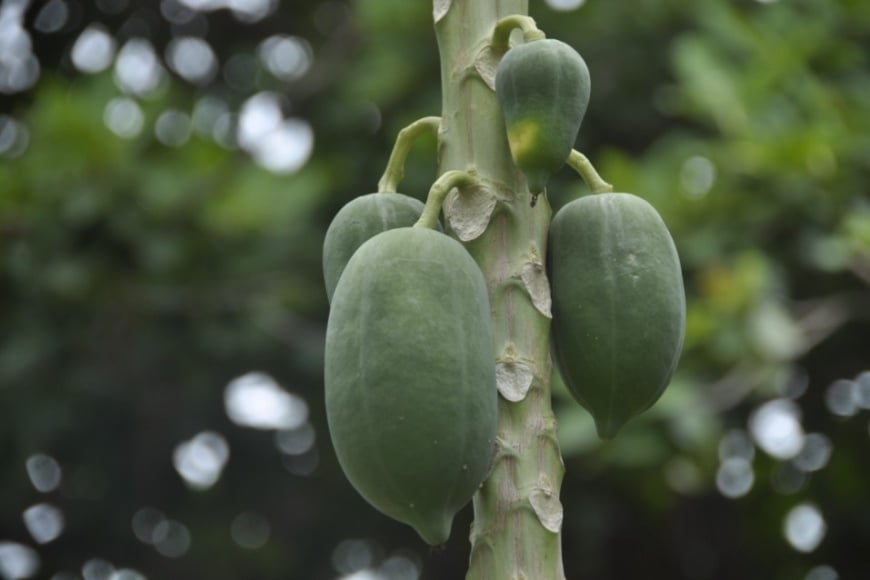 papaya on plant.ddcaef5f92d6be0071cbd0f9e2bfa57c.1f4887a3cc39a0e249d43779b29bbd00