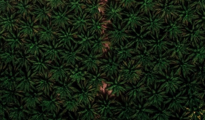aerial palm oil trees