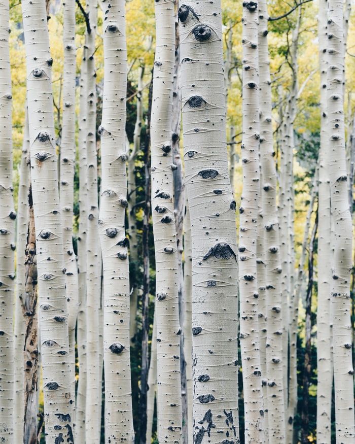 birch trees