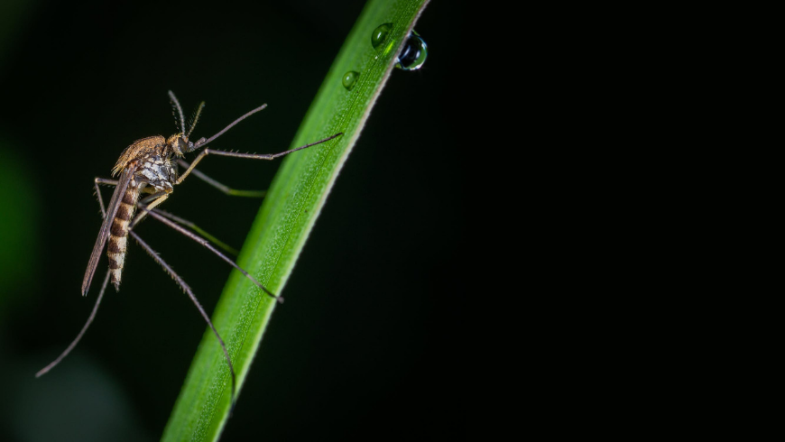 black mosquito on stem