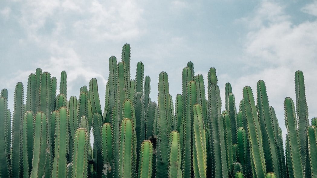 cacti and blue sky