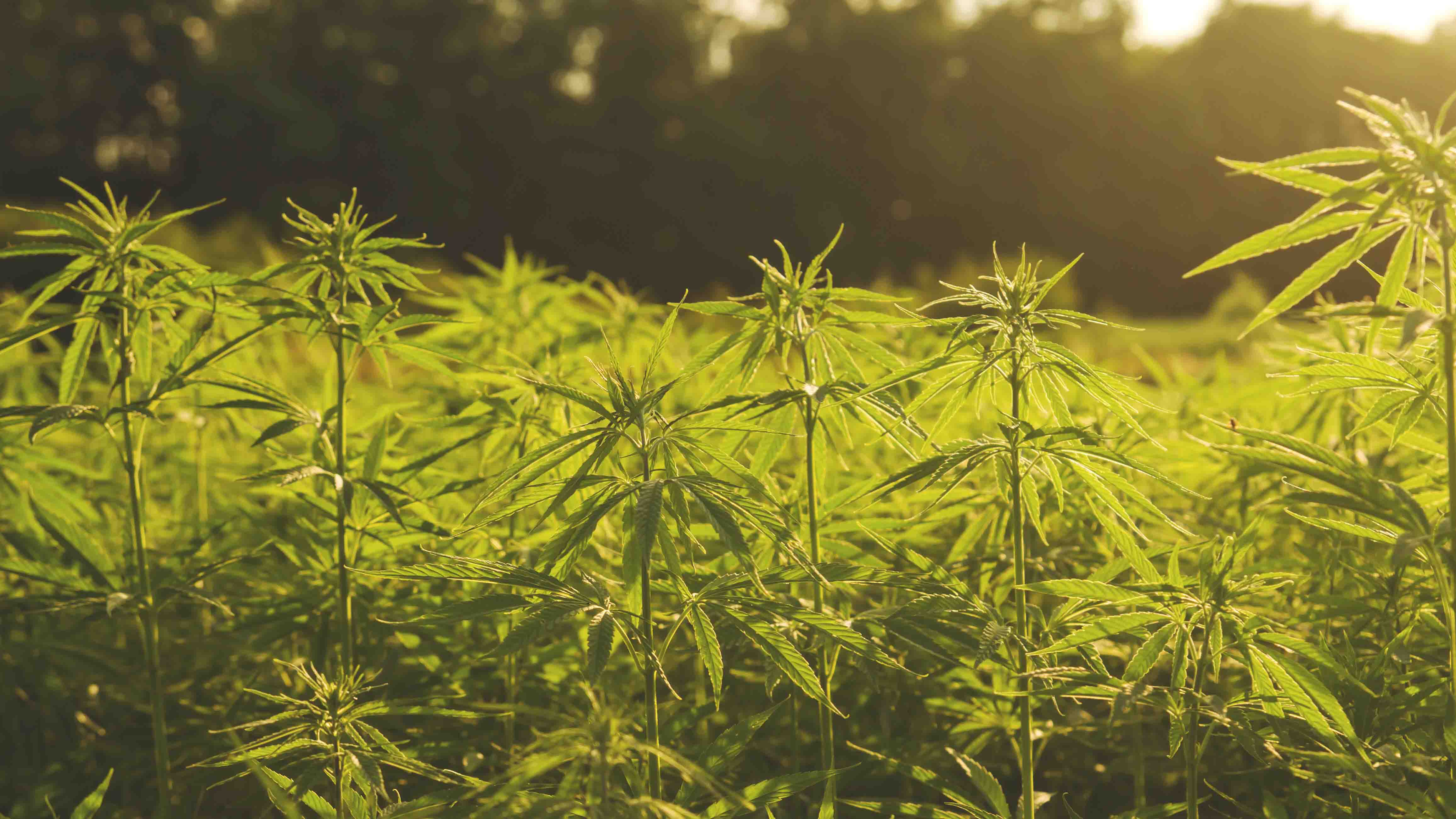 cbd field cannabis hemp cropped for web