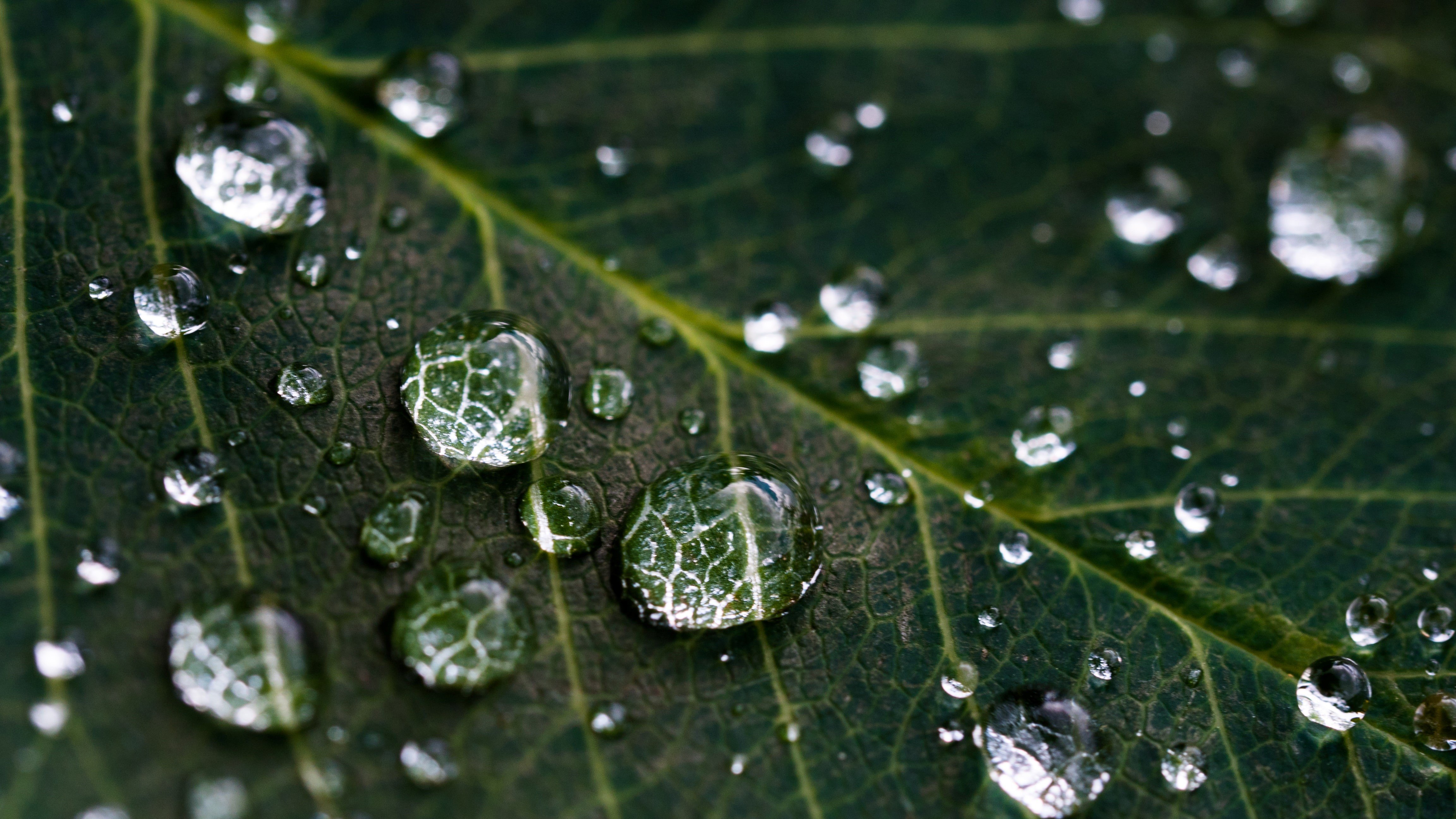 dew on a leaf