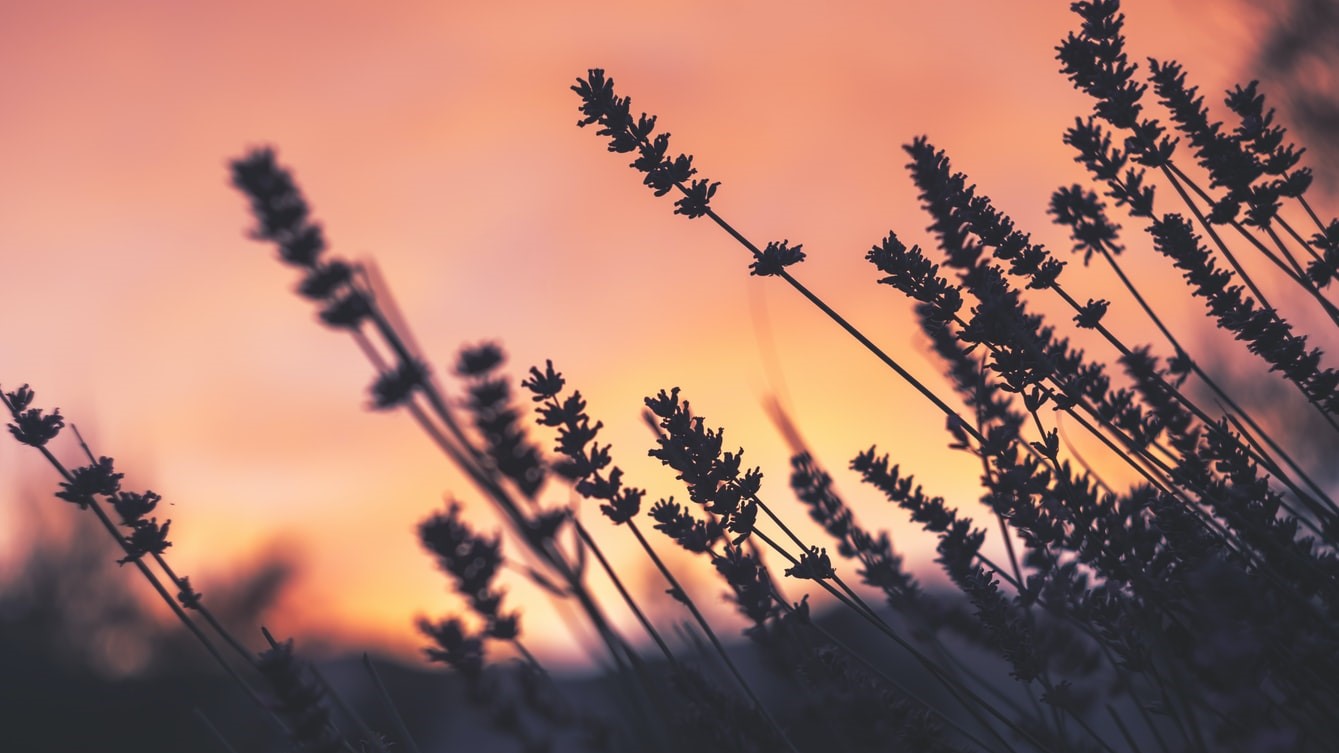 lavender in sunset