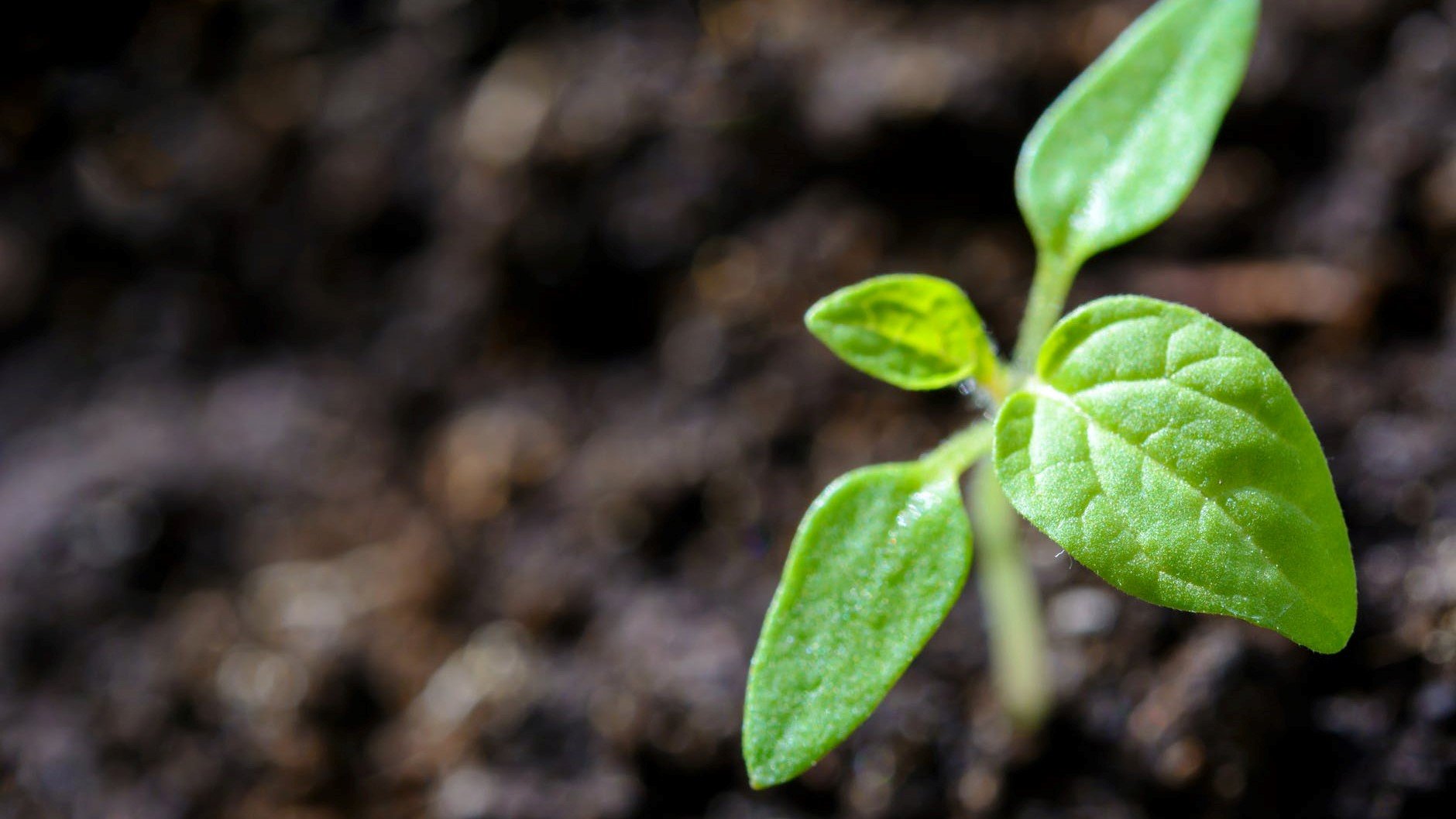 plant growing in dirt