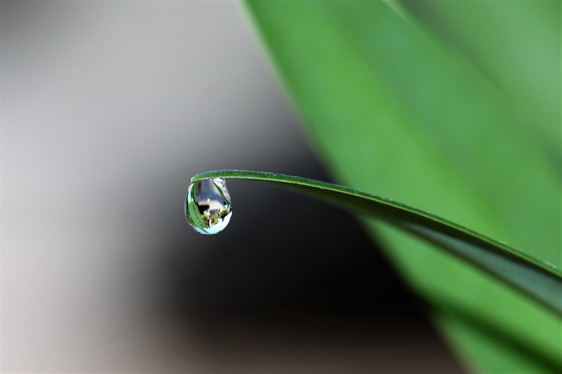 plant water drop