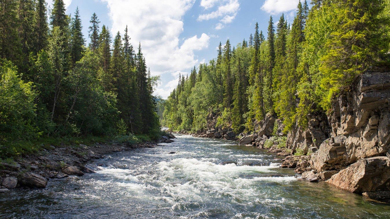 river-and-trees