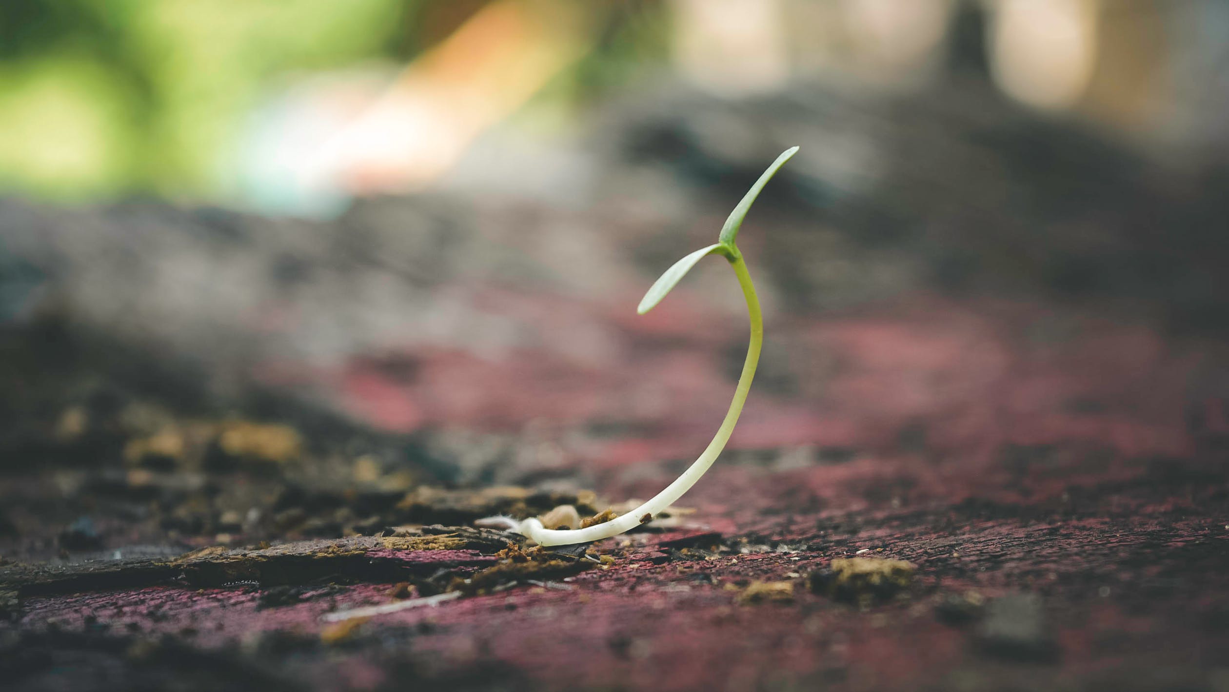 small plant seedling green nature