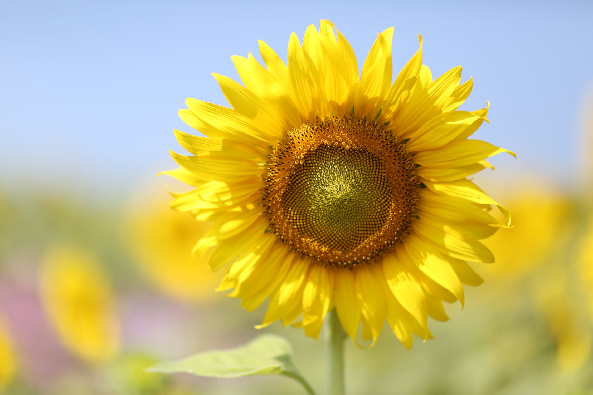 sunflower-1
