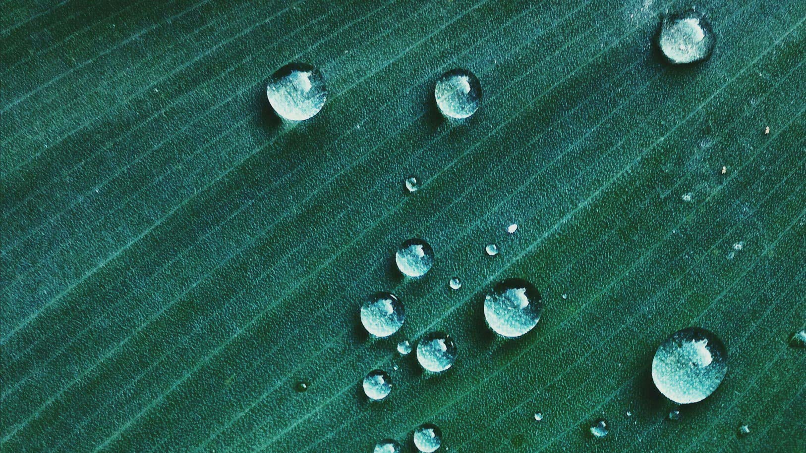 water drop on leaf cropped