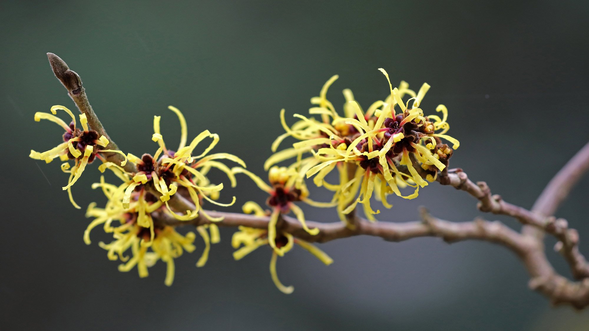 witch hazel plant flower 